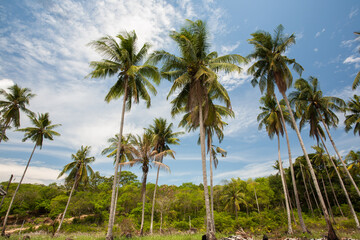 Naklejka na ściany i meble Coconut tree on beach in tropicana country aginst sky