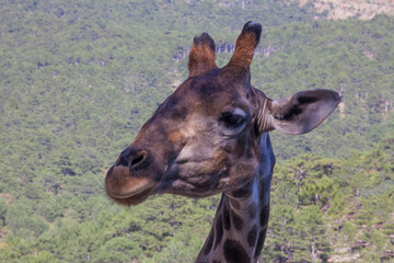 portrait of a giraffe close