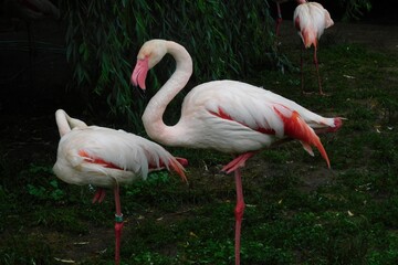 pink flamingo in the zoo