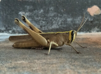 grasshopper on the ground