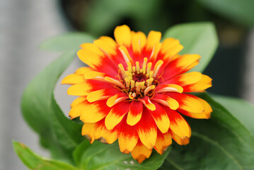 Zinnia growing in a pot with a shallow focus, dwarf zinnia