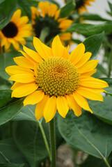Obraz premium Helianthus annuus, small and potted sunflowers. small flower size
