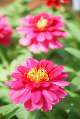 Fototapeta premium Zinnia growing in a pot with a shallow focus, dwarf zinnia