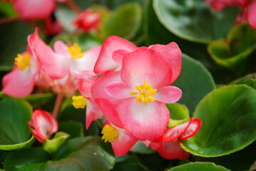 Begonias, semperflorens begonias, in the garden, potted begonia