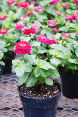 Zinnia growing in a pot with a shallow focus, dwarf zinnia
