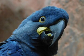 blue and yellow macaw ara ararauna © Karolna