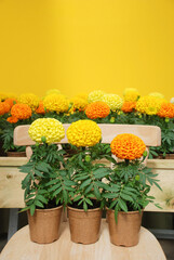 Fototapeta na wymiar Marigolds Mixed Color (Tagetes erecta, Mexican marigold)