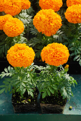 Marigolds Orange Color (Tagetes erecta, Mexican marigold)