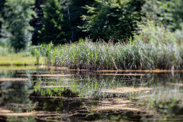 reeds in the pond