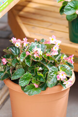 Begonias, semperflorens begonias, in the garden, potted begonia