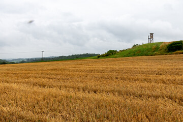Lonley deerstand for hunters and Hunting on beautyful orange field. This capture was taken 16th of July in Harburg (Schwaben), Bavaria, Germany
