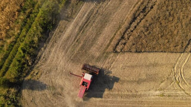 combine harvester collecting dried rapeseed in the plantation ready for harvest. Birds eye view