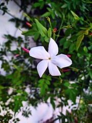 pink frangipani flower