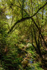 Obraz premium Bosques de Mortagua