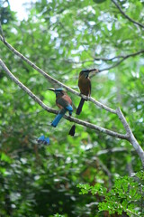 Aves Azules con cafe de la Region

