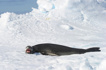 Fototapeta premium The leopard seal (Hydrurga leptonyx) is the second largest species of seal in the Antarctic