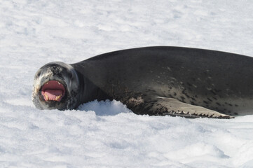 The leopard seal (Hydrurga leptonyx) is the second largest species of seal in the Antarctic