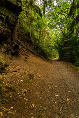 path in the woods