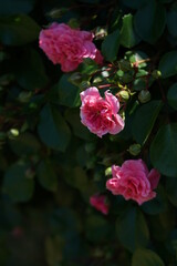 Light Pink Flower of Rose in Full Bloom
