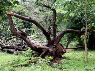 Fototapeta premium Large roots and branches of a fallen tree