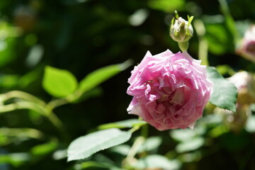 Light Pink Flower of Rose in Full Bloom
