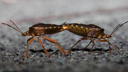 Baumwanze bei der Paarung