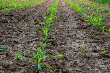 Ein Feld mit jungen Maispflanzen, Zea. Der frisch ausgetriebener Mais steht in Reihen.