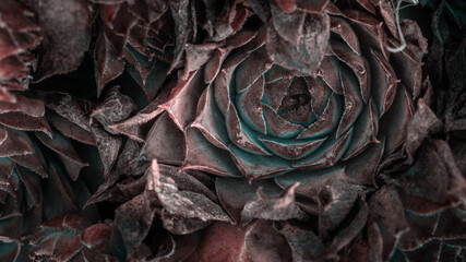 collection of beautiful succulent flowers, close view