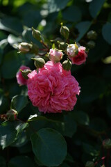 Light Pink Flower of Rose in Full Bloom
