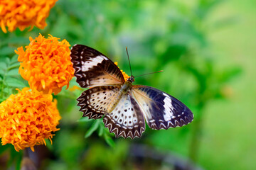 Black and white butterfly with marigold flowers.