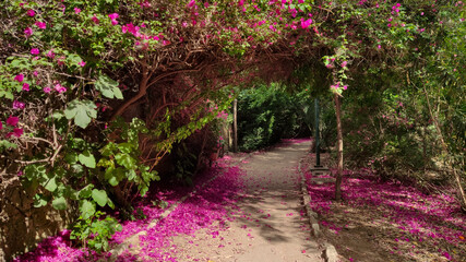 Beautiful park with Bougainvillea plants and pink flowers on the ground on a  sunny day