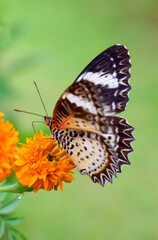 Obraz na płótnie Canvas Black and white butterfly with marigold flowers.