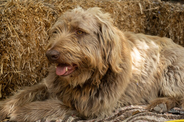 Big brown adult fluffy dog sitting relaxed next to a bunch of straw