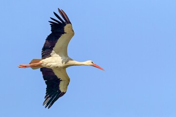 CIGÜEÑA DE CERCA VOLANDO CON LAS ALAS ABIERTAS CON CIELO AZUL