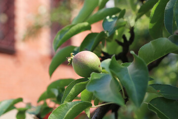 young pear fruits in the garden