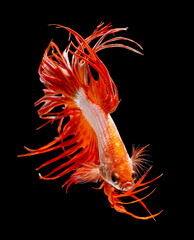 Orange crown tail Siamese betta fighting fish action with swim to move body in fresh water also look aggressive. Concept of beautiful animal express luxury pattern and look amazing.