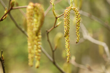Spring in the arboretum, fresh flowers on the branch, close-up