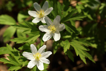 Obraz premium Spring in arboretum, white flowers anemone, close-up
