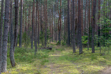 summer flowers in the forest