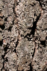 Écorce d'arbre