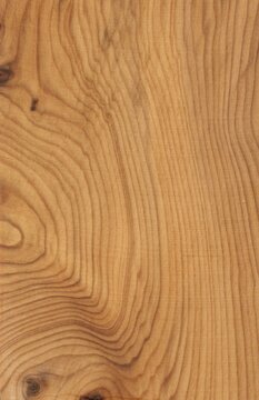yew Wood tree pattern samples natural rural timber
