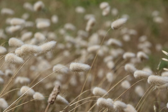 Eriophorum en fleurs offrant un paysage naturel sur l'&Icirc;le de R&eacute;
