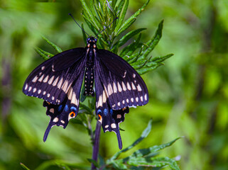 butterfly on a flower