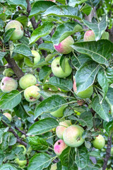 Ripe apples on the tree