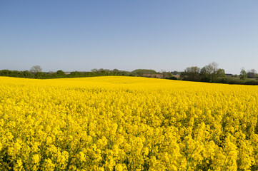 Obraz premium Canola Field, Agricultural Landscape Scenery in Denmark