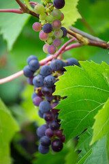 Red grapes
