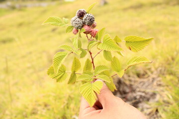 moras 