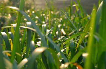 leaves of green grass in the sun