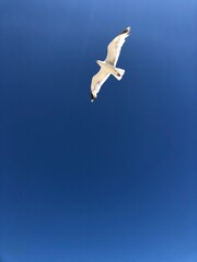 Mouette à Saint-Clément-des-Balaines