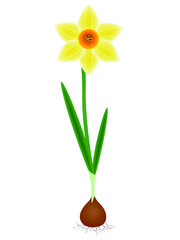 A plant a daffodil on a white background.